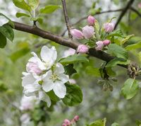 Thordis æbleblomster